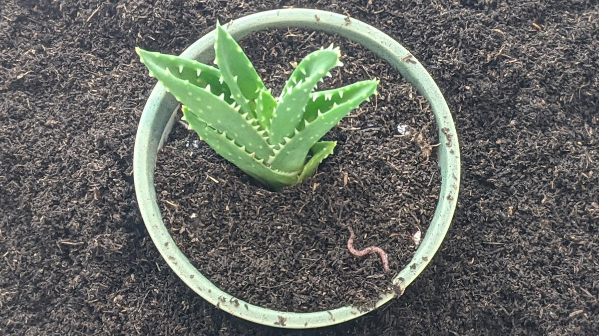 Can You Add Worms to Potted Plants? What to Know Before Buying Worms