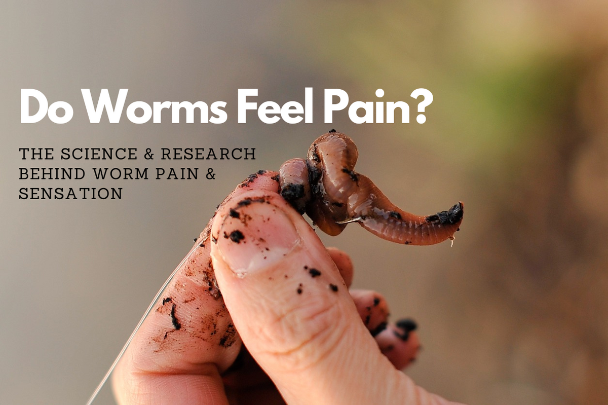 Do Worms Feel Pain? The Science Behind Invertebrate Pain & Sensation –  Brothers Worm Farm