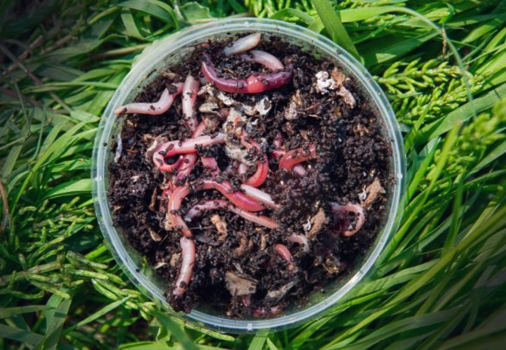 Worm Composting Beginners, Worm Composting Basics, Getting Started Worm Composting, Worm Composting 101, starting a worm bin