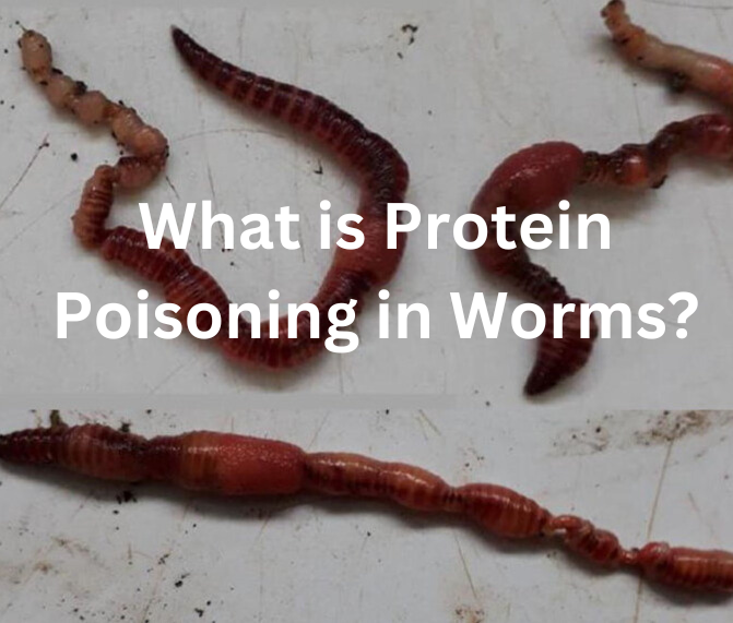 What is Protein Poisoning in Worms?