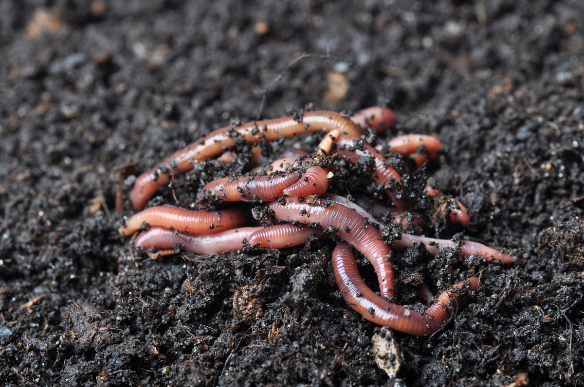 red wiggler worms in potted plants 1/4 Lb. Red Wigglers for Sale | Compost Worms