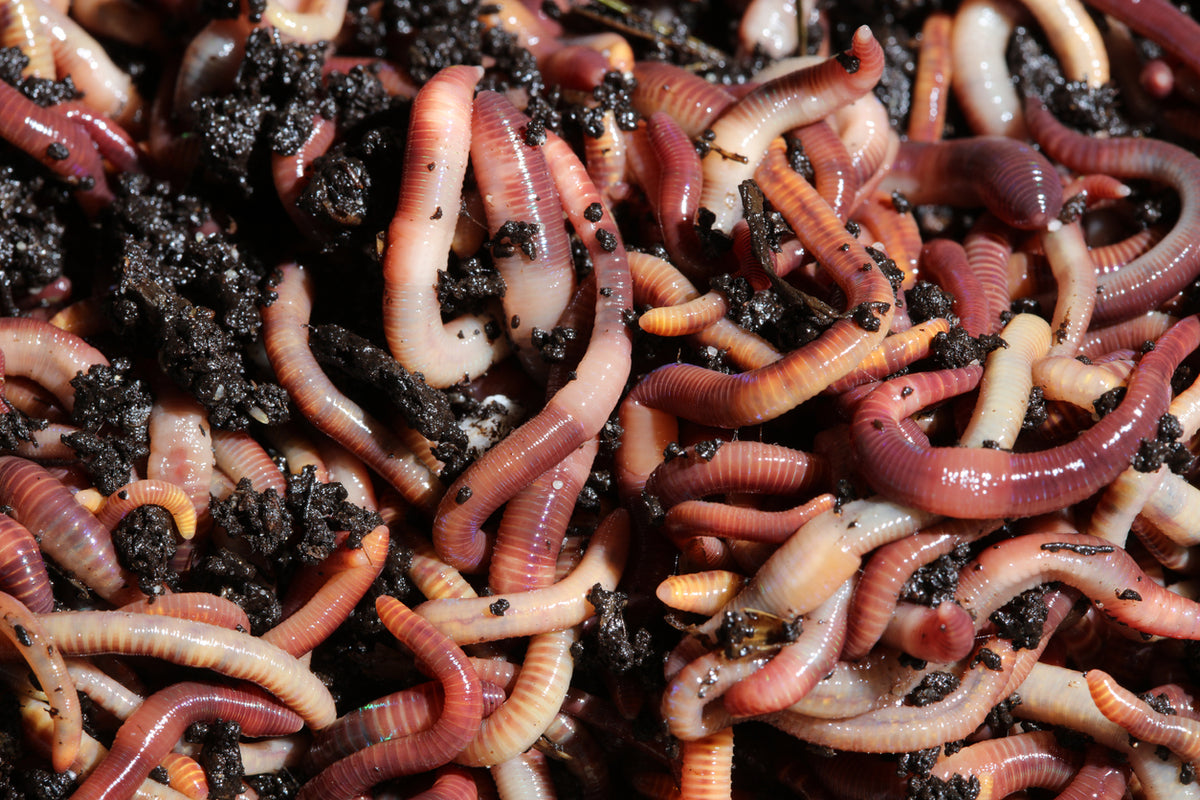 Live European Nightcrawler Worms for Sale Local Pick-up