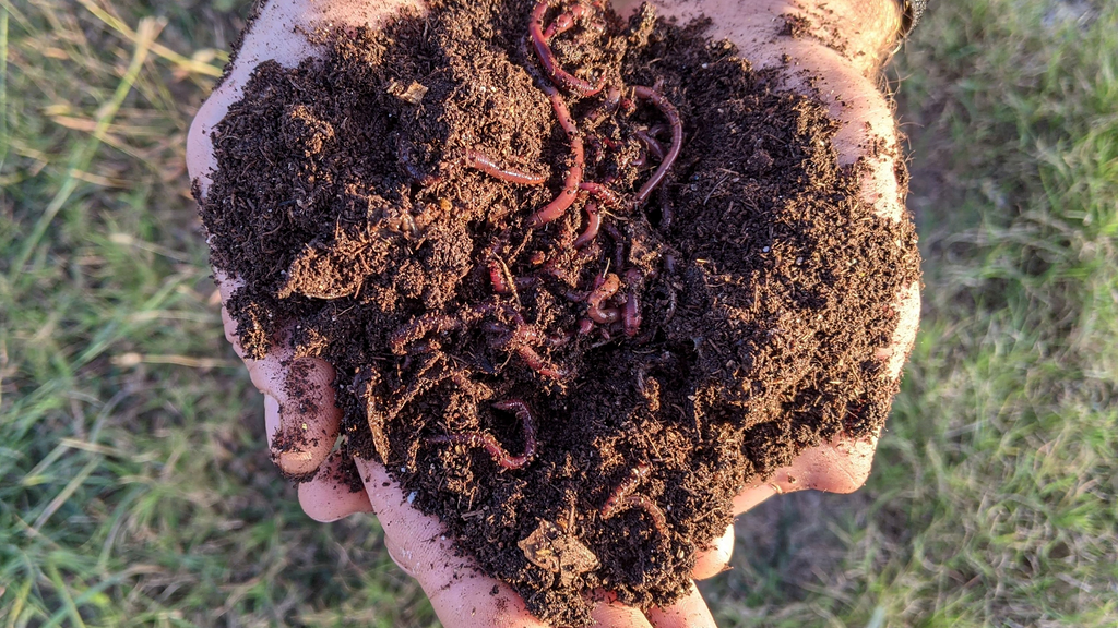 red wigglers, compost worms, composting worms