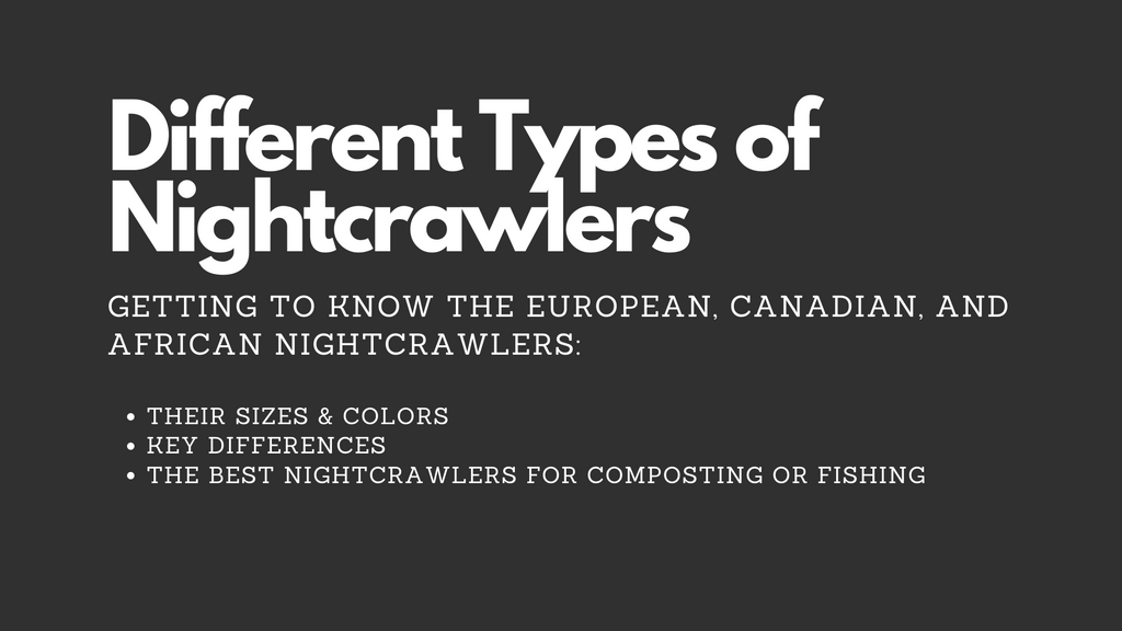 Different types of Nightcrawlers, type of nightcrawlers, types of nightcrawlers poster for blog