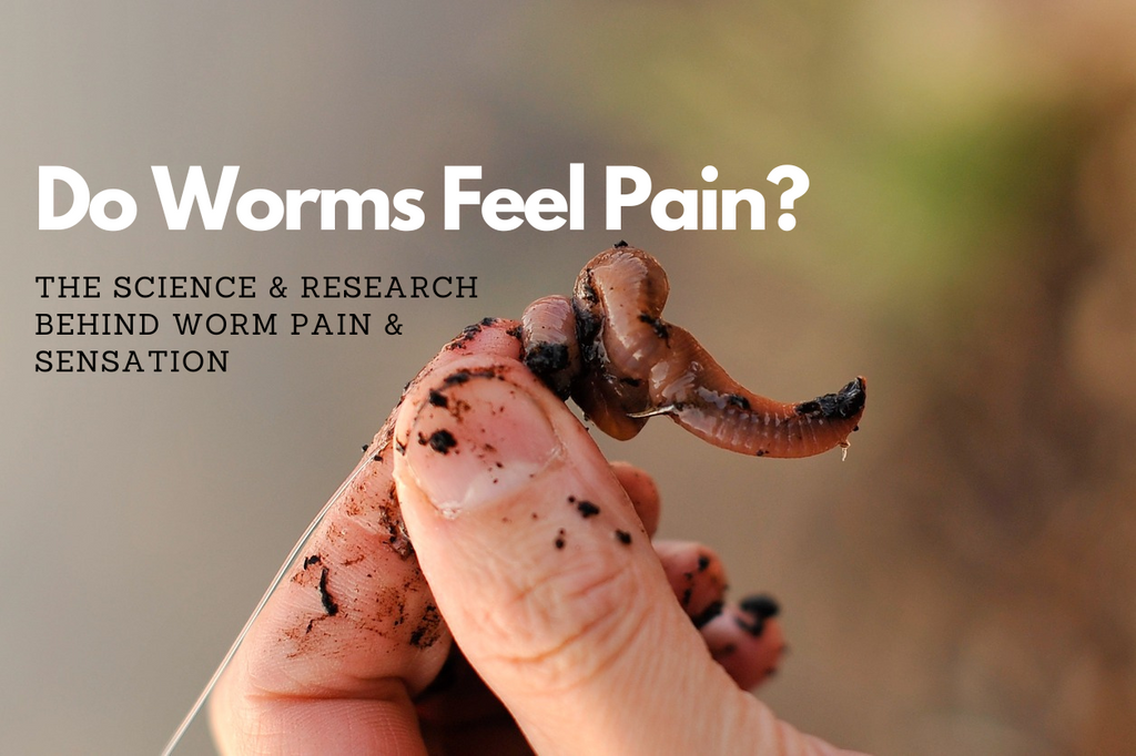 do worms feel pain, do worms feel pain when hooked