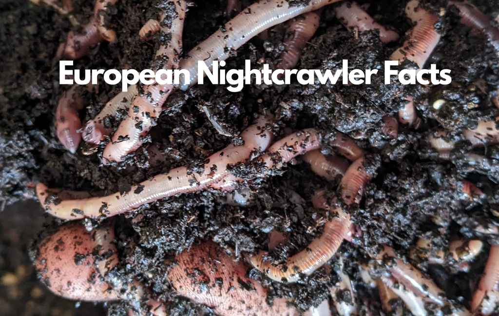 European Nightcrawler facts, facts about European Nightcrawlers, picture of European Nightcrawlers