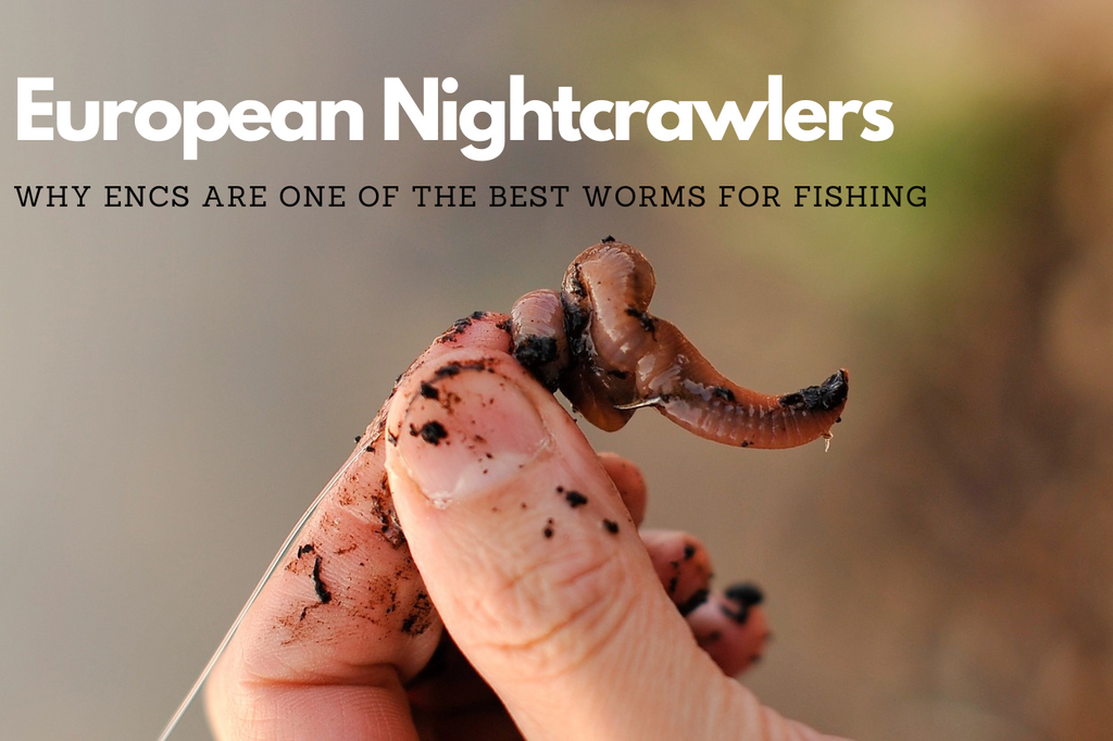 European Nightcrawlers: Why ENCs are One of The Best Worms for