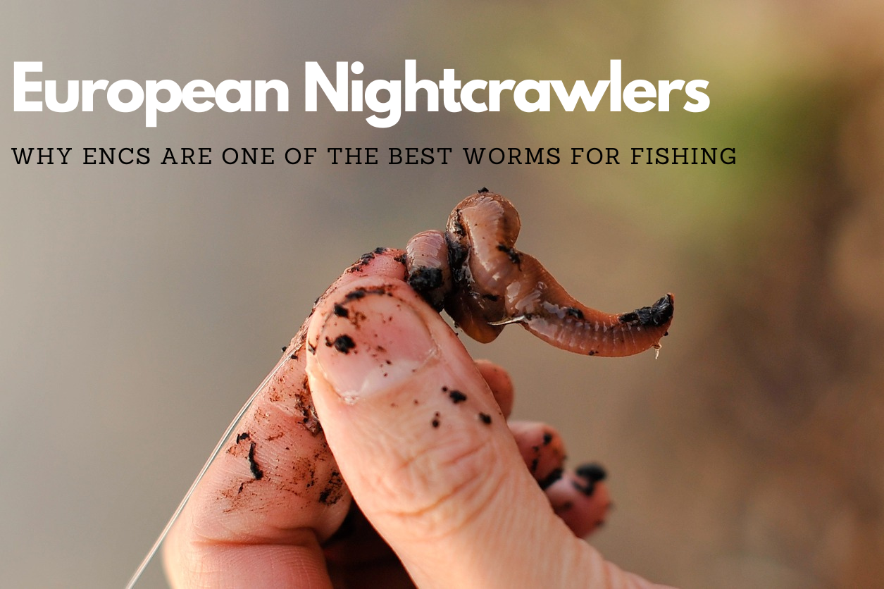 Fishing with European Nightcrawlers: Why ENCs are One of The