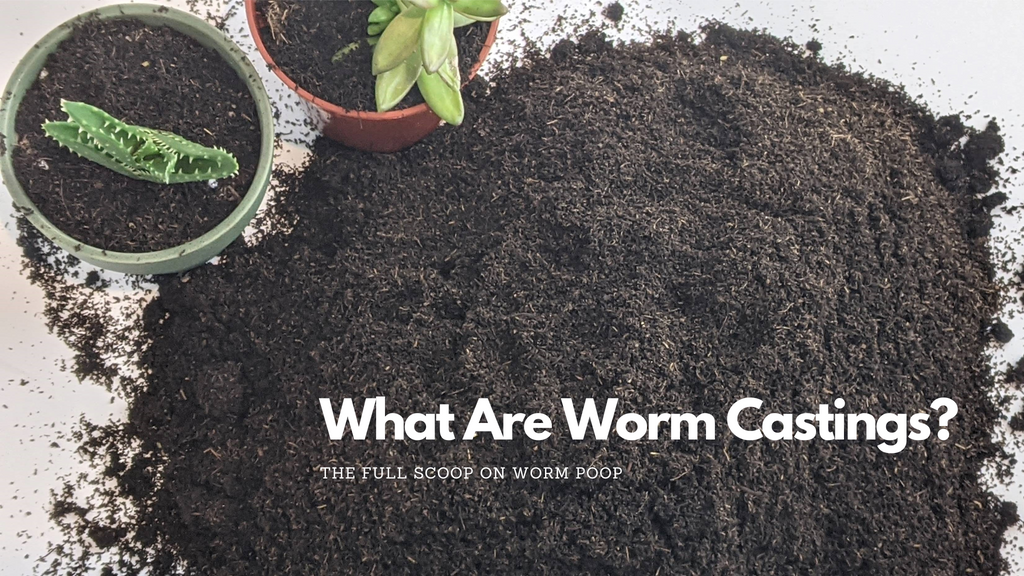 What are Worm Castings, What do Worm Castings look Like, What are Worm Castings Good For