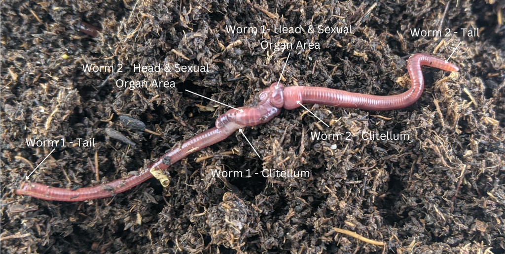 how do worms reproduce, photo of 2 worms mating, worms breeding