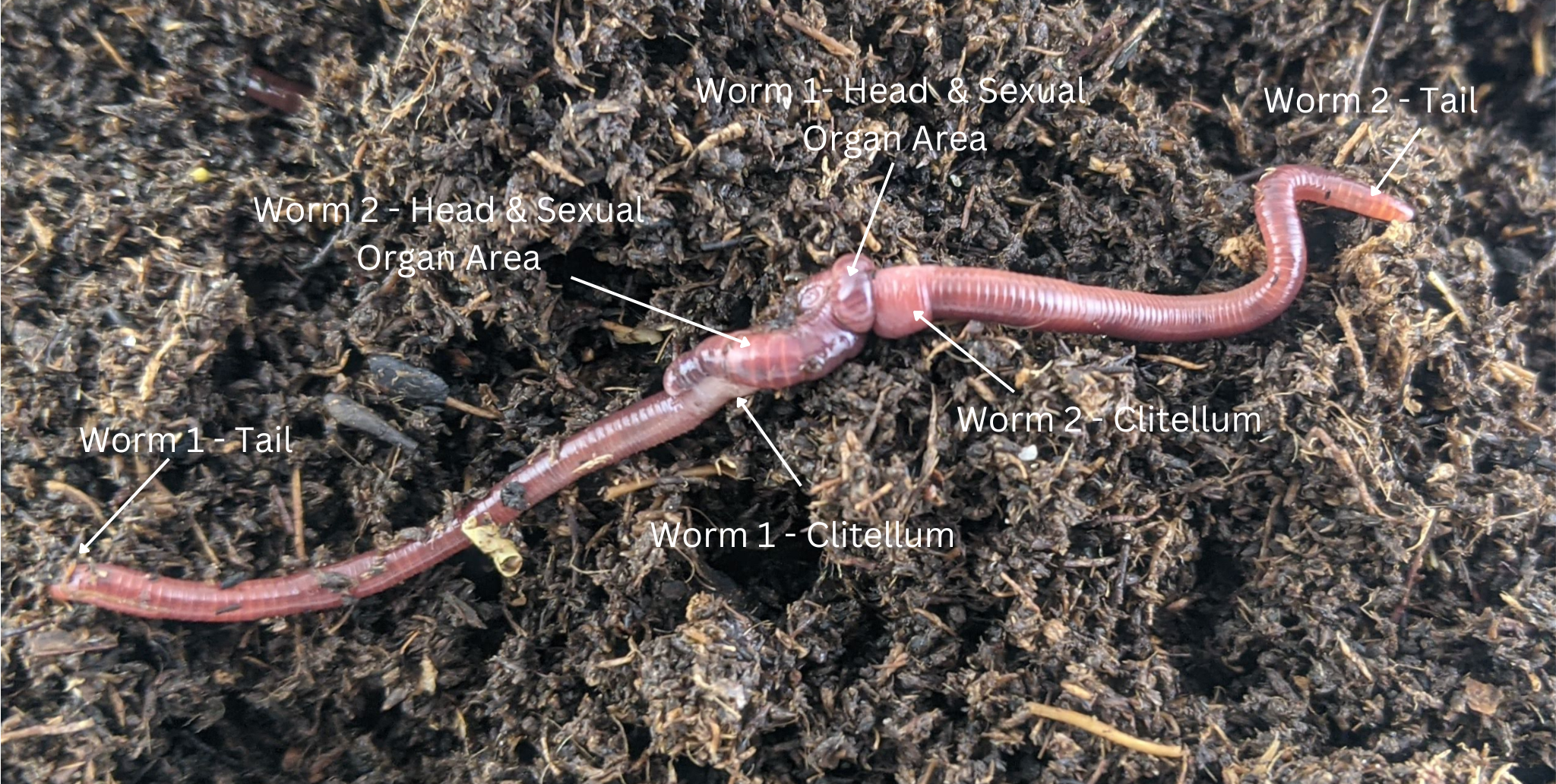How Do Worms Reproduce: The Complete Guide from Cocoon to Maturity –  Brothers Worm Farm