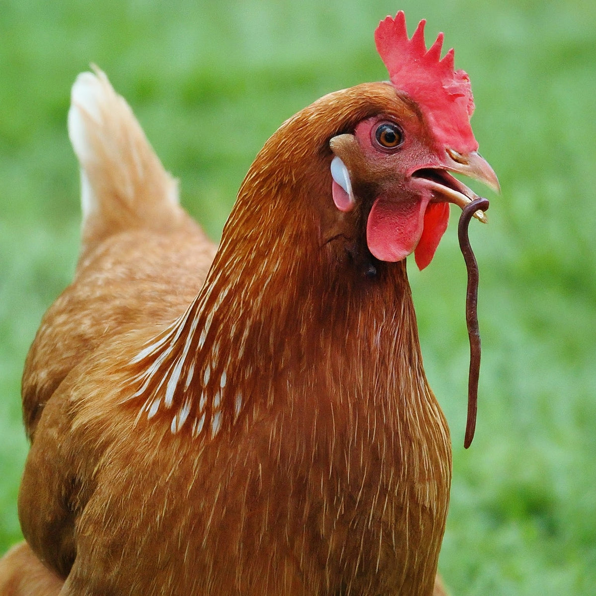 Do Chickens Eat Worms? What to Know Before Feeding Worms to Chickens