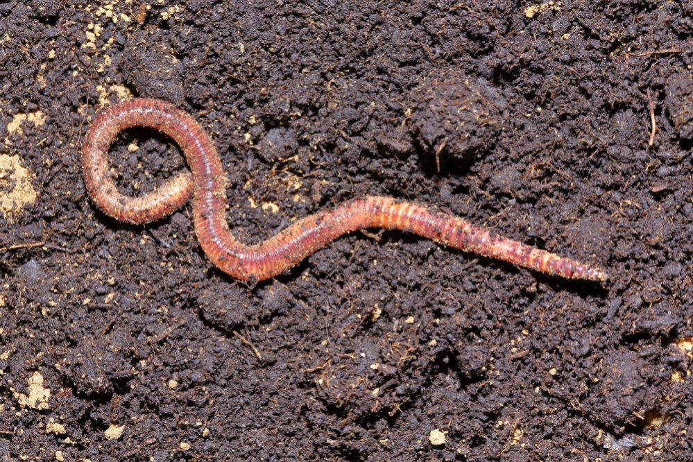 Compost Worm. Guide to Taking Care of Worm Compost Bin