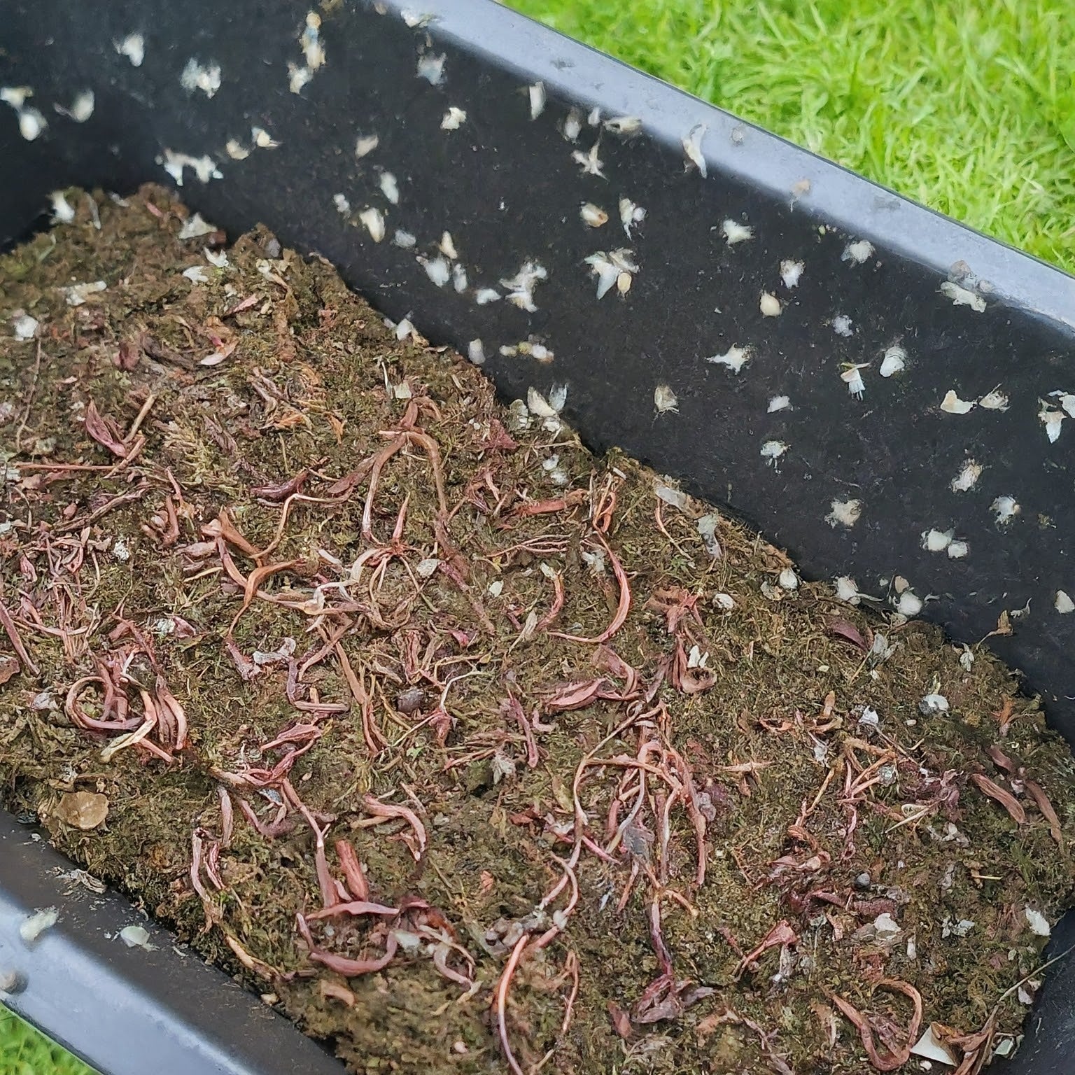 Guide to the 6 Most Common Worm Farm Problems & How to Solve Them