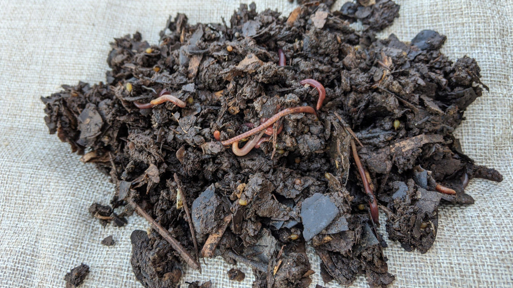 red wigglers feeding on composting, best worm for composting, best worms for vermicomposting