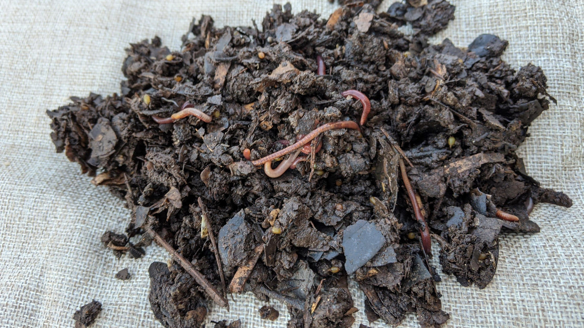 What are the best worms for composting? Indian Blues or Red Wigglers ...
