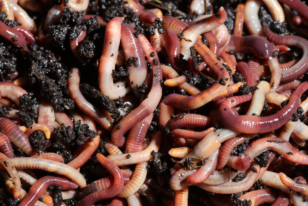 Pile of European Nightcrawlers. Live night crawler worms balled together.