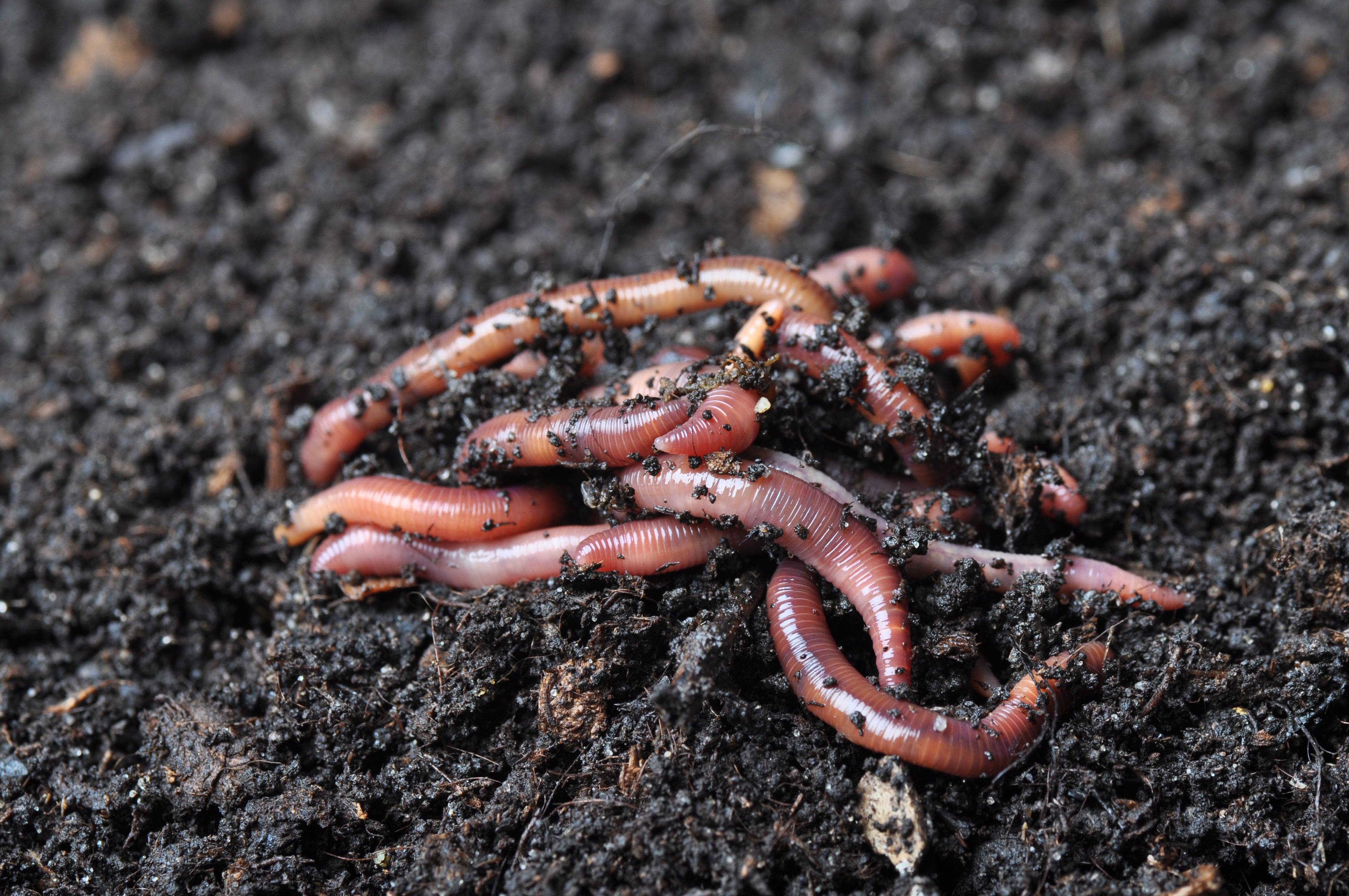 Pure Red Wigglers for Sale, Buy Compost Worms Online – Brothers