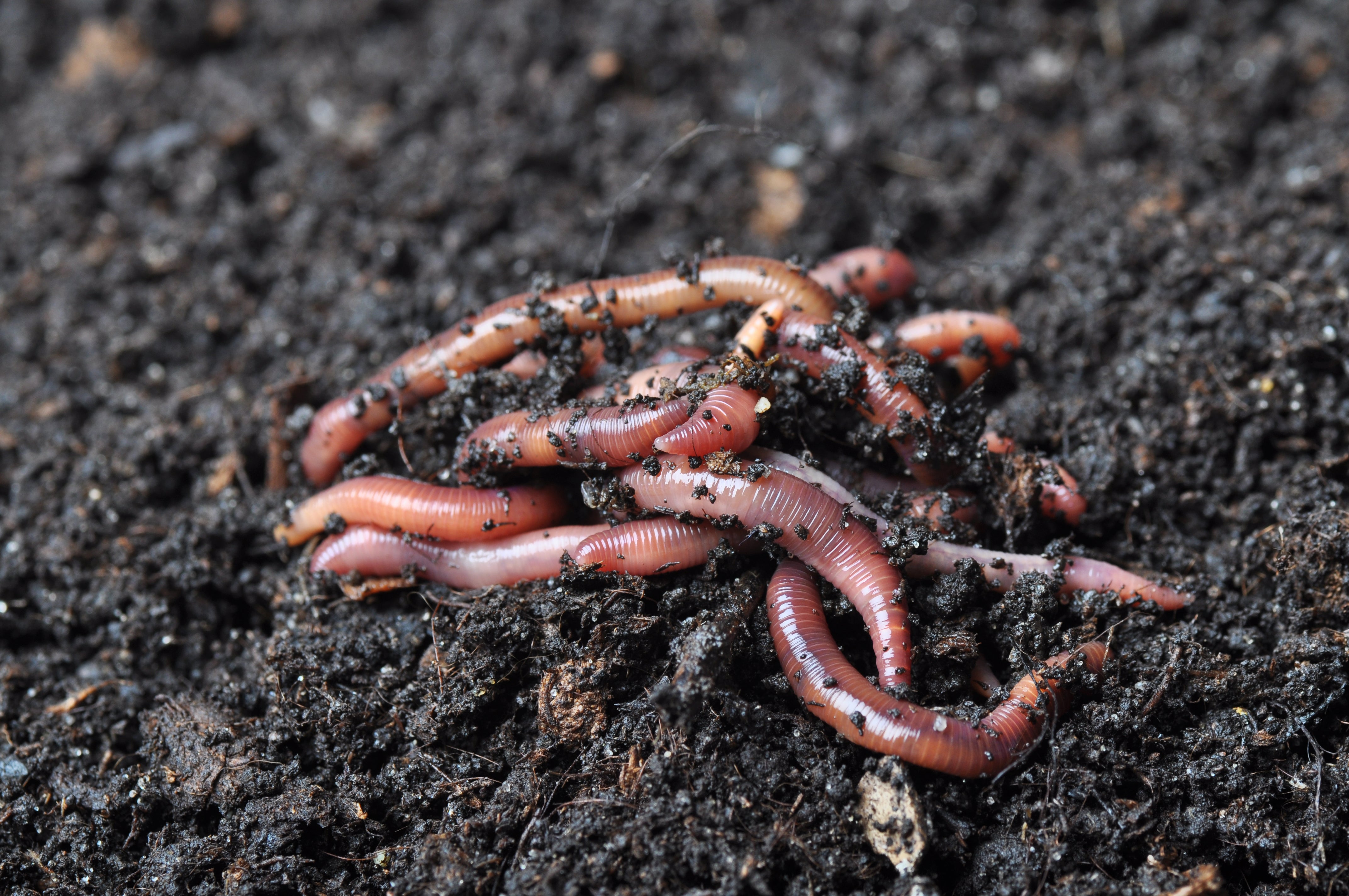 Composting and Garden Worms for Sale
