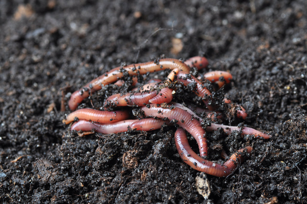 Red Wigglers For Sale, Compost Worms for Sale