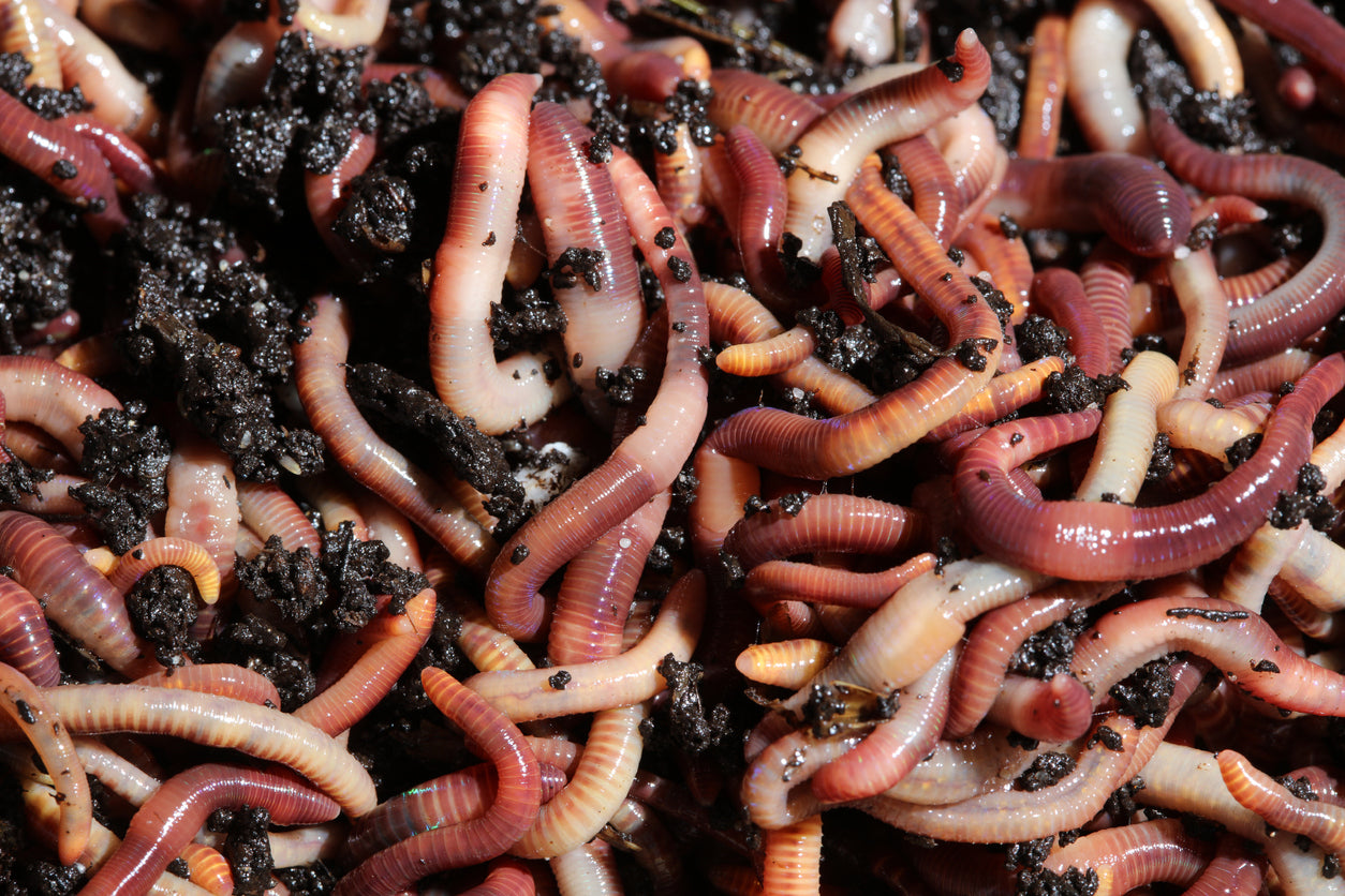 Live European Nightcrawler Worms for Sale Local Pick-up