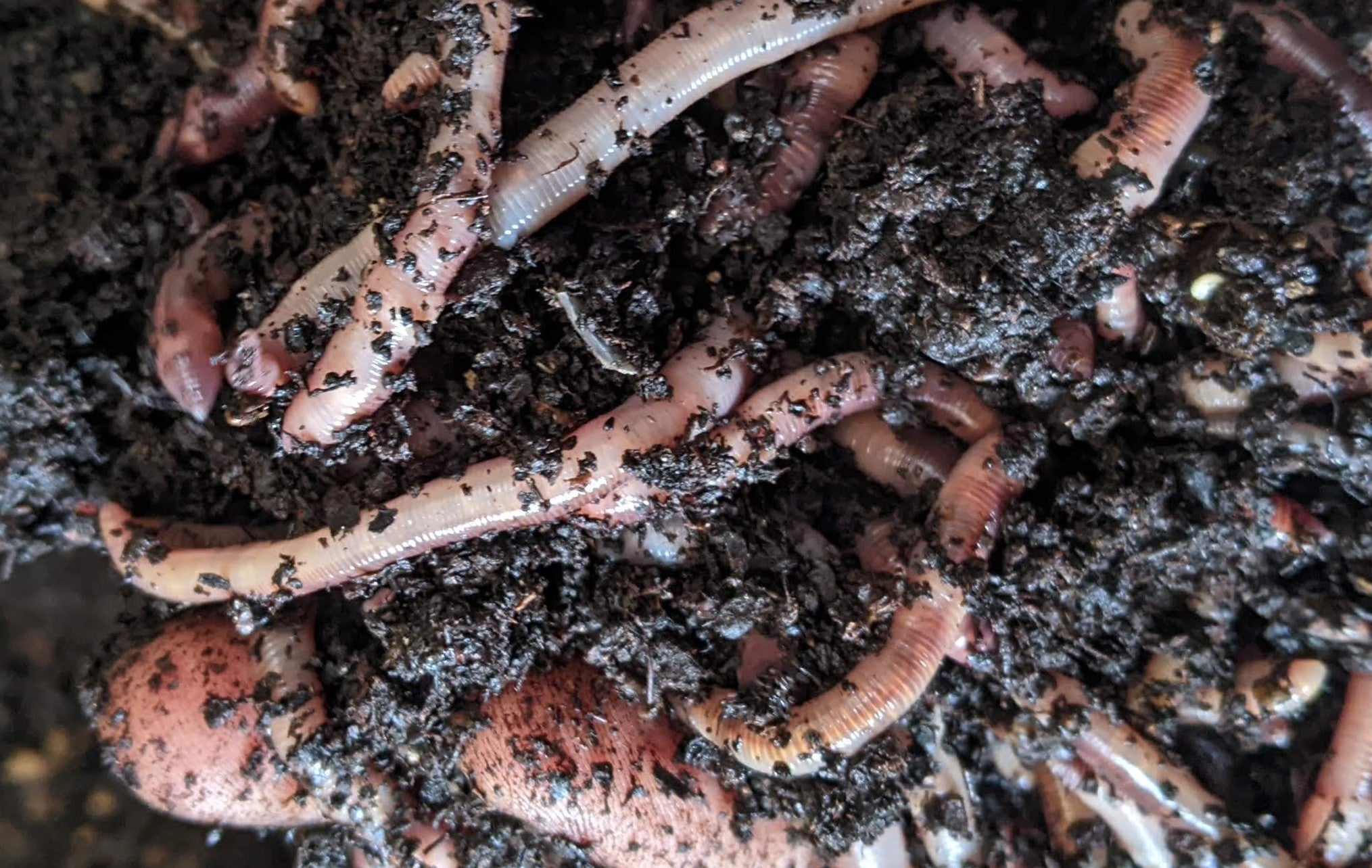  African Nightcrawlers, 2 LBS Live Worms : Patio, Lawn & Garden