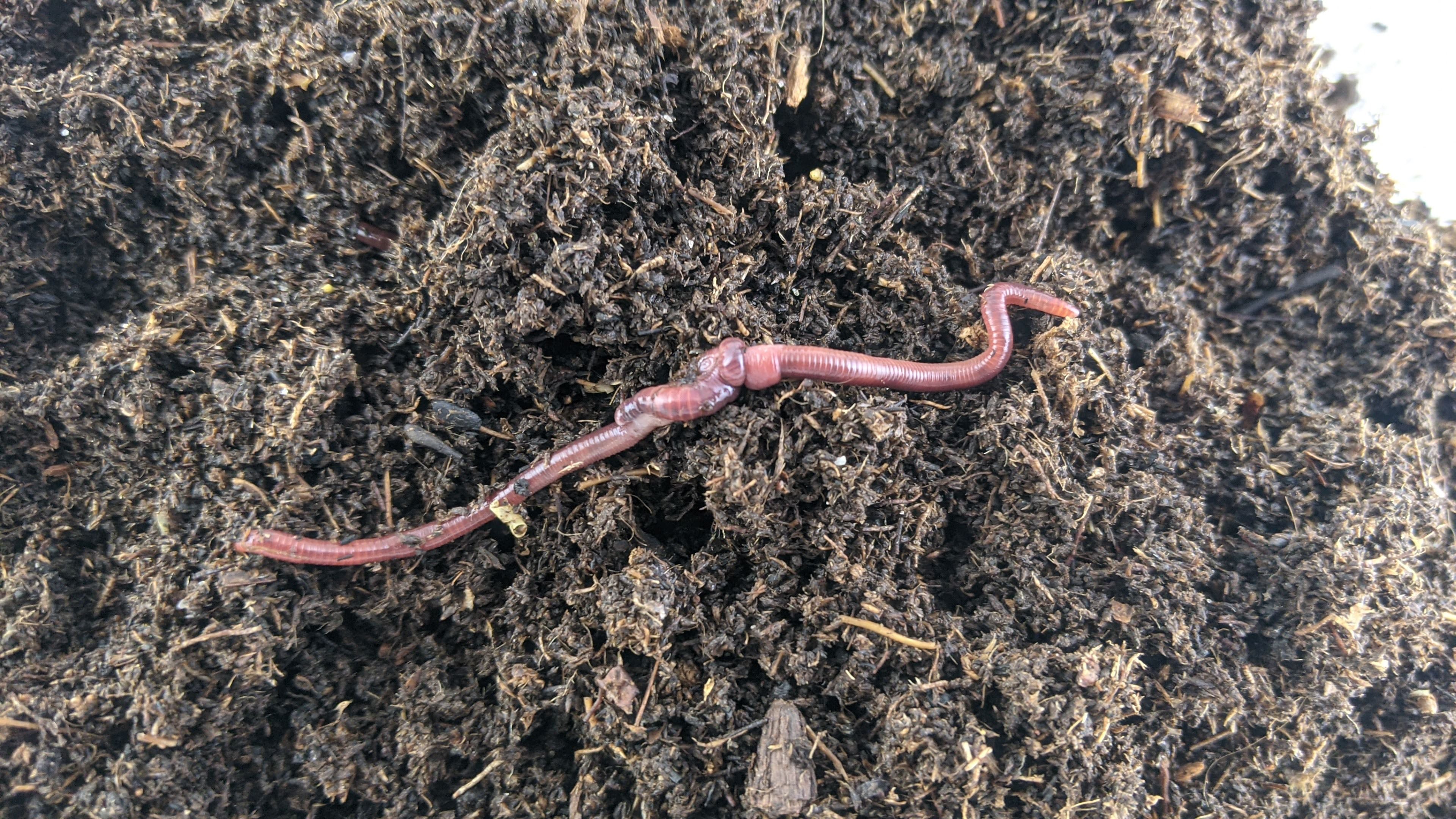 Red Wiggler Composting