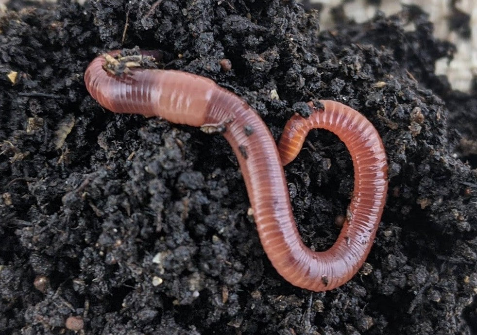 Live European Nightcrawler Worms for Sale
