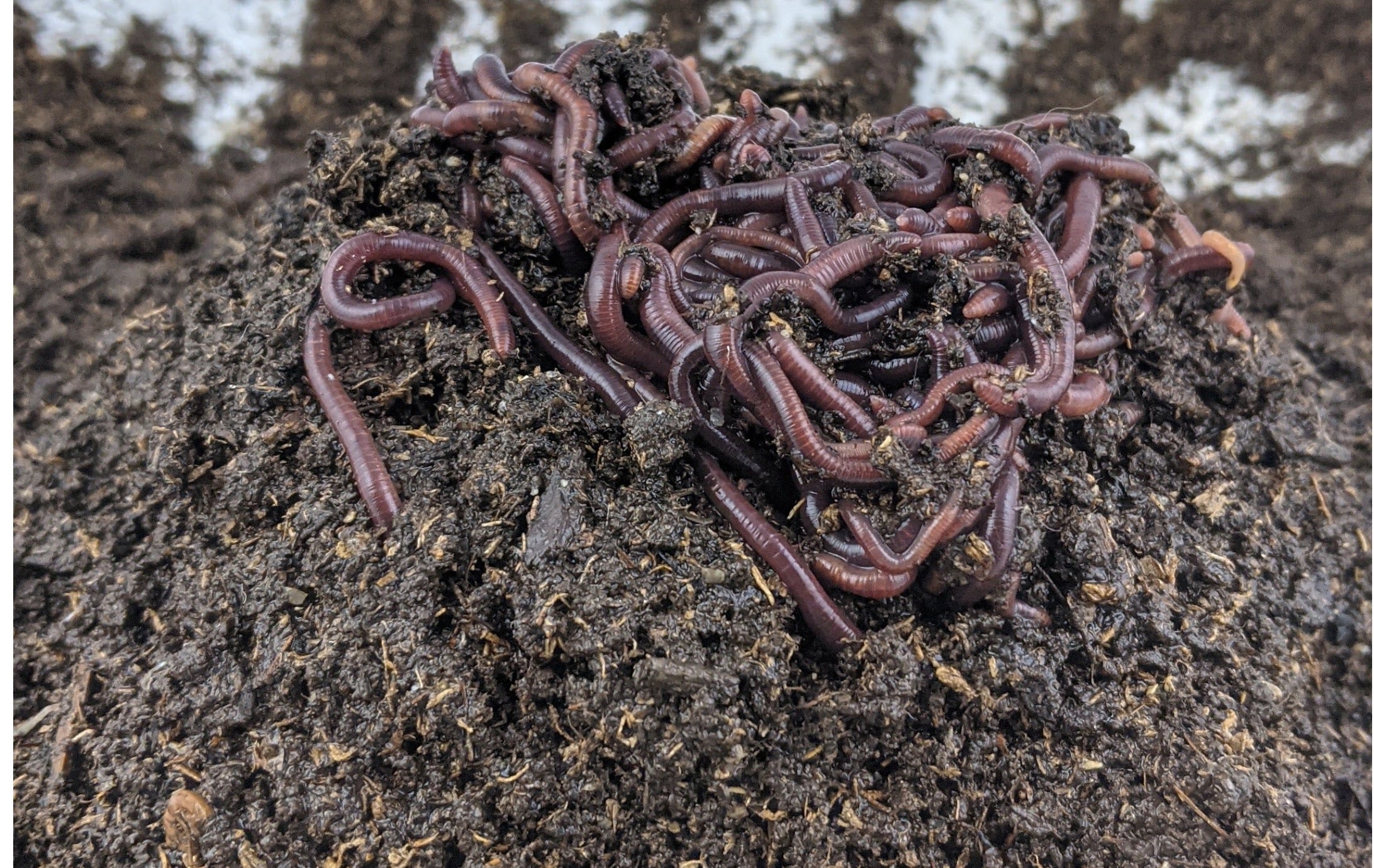 Buy Live Composting Worms, Worm Castings, & More