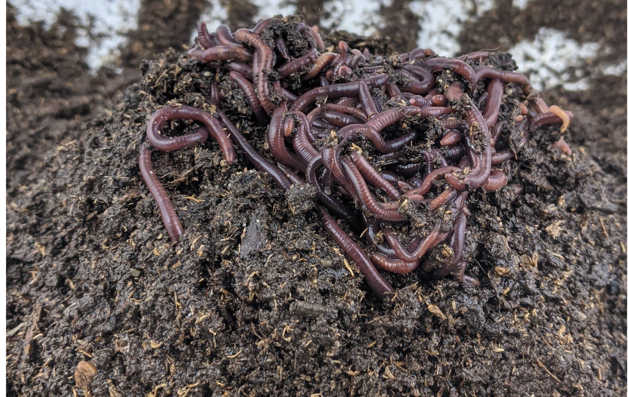 Red Wigglers Free Shipping
